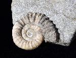 Arnioceras oppeli GUERIN-FRANIATTE 1966 - Bild © FossNet FossilienStore